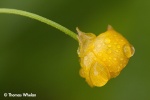 IMG_3168-6-buttercup