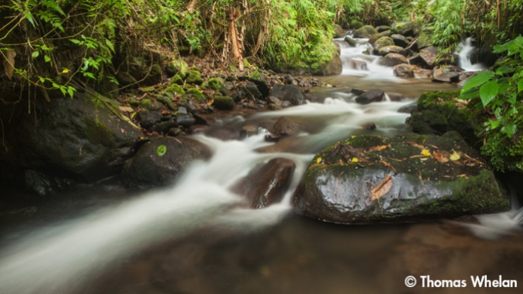 Cloud forest stream