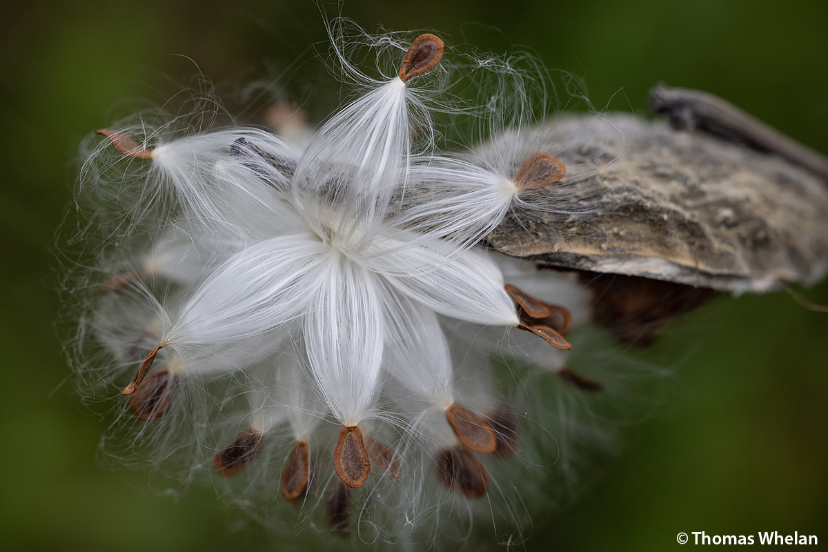 Image of Cluster of common milkweed seed pods